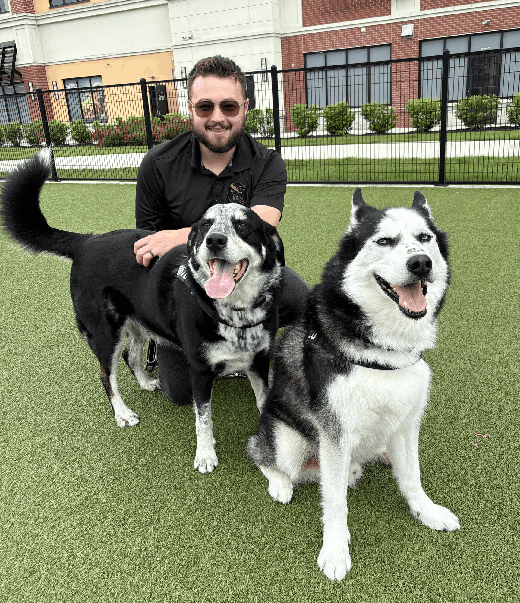 Man with sunglasses kneels behind two black and white dogs on green grass, with a building and fence in background.