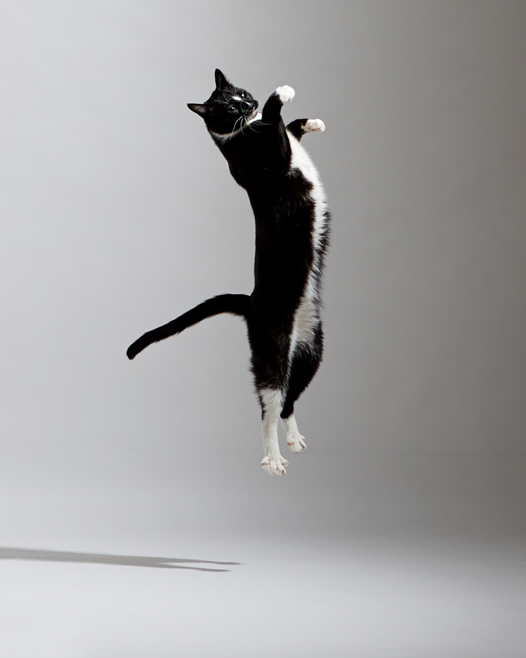 Black and white cat jumping with paws raised, against a plain gray background.