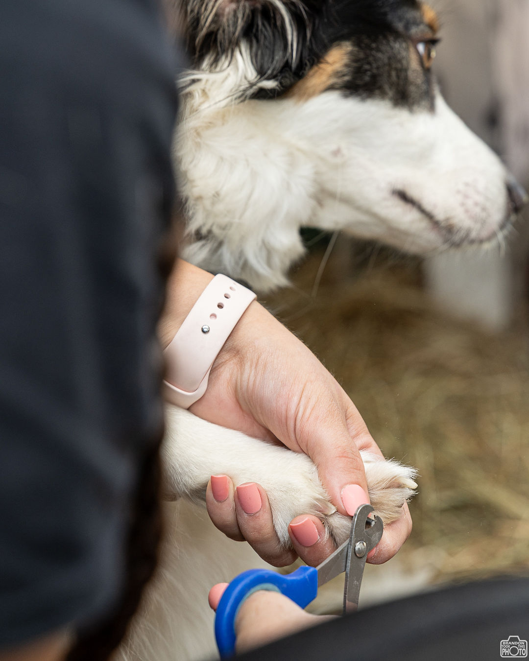 Person holding a dog paw while trimming nails with scissors, dog lying down with head turned sideways.