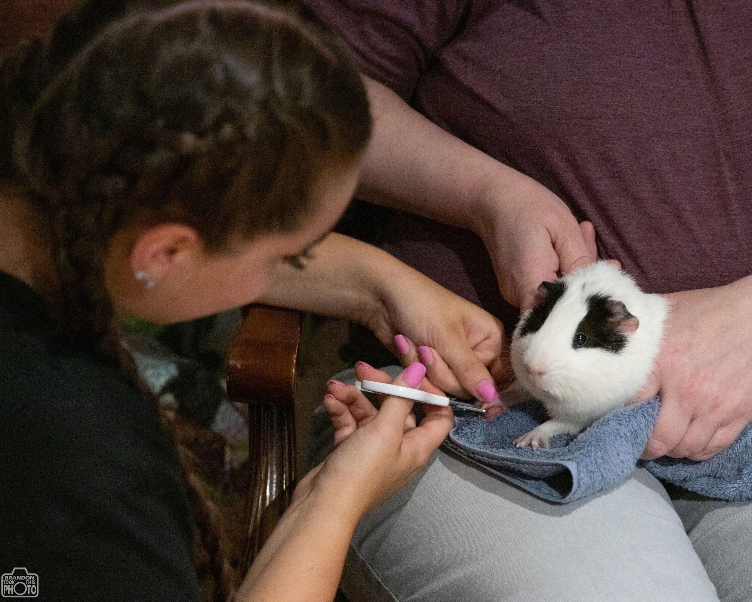Person holding a rabbit while another person draws on its paw with a pink marker, in a close-up scene.